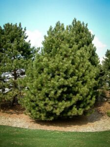 Сосна Чёрная (Pinus Nigra) купить по цене от 270.00р. в интернет-магазине «Посадика» с доставкой почтой в в Тюмени и по всей России – [изображение №1].