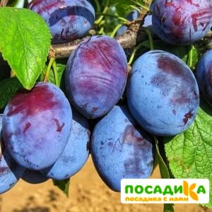 Слива Чачакская ранняя купить по цене от 229.00р. в интернет-магазине «Посадика» с доставкой почтой в в Тюмени и по всей России – [изображение №1].