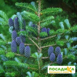 Пихта корейская (Abies koreana) купить по цене от 450.00р. в интернет-магазине «Посадика» с доставкой почтой в в Тюмени и по всей России – [изображение №1].