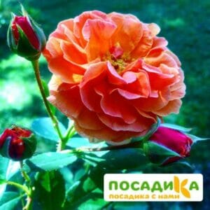 Роза Арабия купить по цене от 350.00р. в интернет-магазине «Посадика» с доставкой почтой в в Тюмени и по всей России – [изображение №1].