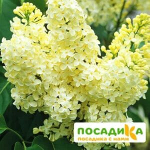 Сирень Примроуз (Primrose) купить по цене от 529.00р. в интернет-магазине «Посадика» с доставкой почтой в в Тюмени и по всей России – [изображение №1].