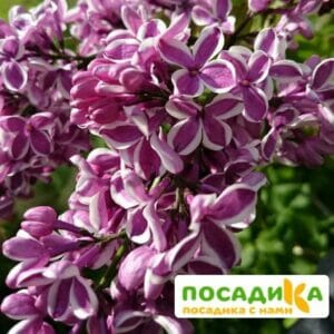 Сирень Сенсация купить по цене от 529.00р. в интернет-магазине «Посадика» с доставкой почтой в в Тюмени и по всей России – [изображение №1].