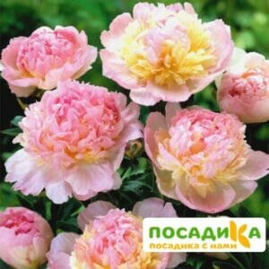 Пион Распберри Сандей (Paeonia Raspberry Sundae) купить по цене от 959р. в интернет-магазине «Посадика» с доставкой почтой в в Тюмени и по всей России – [изображение №1].