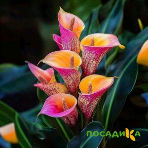 Калла Оникс купить по цене от 450р. в интернет-магазине «Посадика» с доставкой почтой в в Тюмени и по всей России – [изображение №1].