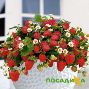 Клубника Рубиновый Шепот (горшечная) купить по цене от 240р. в интернет-магазине «Посадика» с доставкой почтой в в Тюмени и по всей России – [изображение №1].
