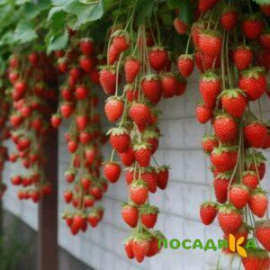 Клубника вьющаяся Комплимент купить по цене от 470р. в интернет-магазине «Посадика» с доставкой почтой в в Тюмени и по всей России – [изображение №1].