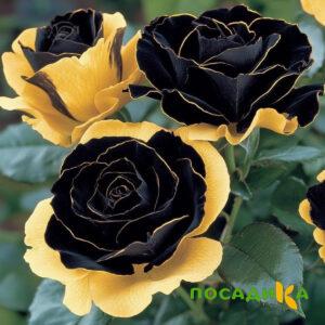 Роза Ханни Сикл купить по цене от 700р. в интернет-магазине «Посадика» с доставкой почтой в в Тюмени и по всей России – [изображение №1].