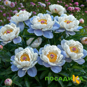 Пион акварельный Этюд купить по цене от 806р. в интернет-магазине «Посадика» с доставкой почтой в в Тюмени и по всей России – [изображение №1].