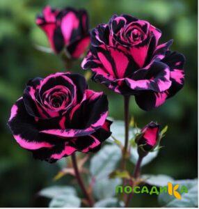 Роза Багровый Шепот купить по цене от 366р. в интернет-магазине «Посадика» с доставкой почтой в в Тюмени и по всей России – [изображение №1].