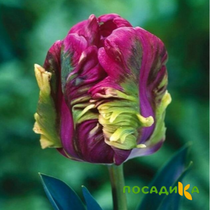Тюльпан Экзотик Хэвен купить по цене от 186р. в интернет-магазине «Посадика» с доставкой почтой в в Тюмени и по всей России – [изображение №1].