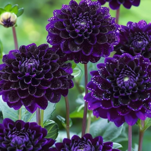 Георгин Анно Домини купить по цене от 255р. в интернет-магазине «Посадика» с доставкой почтой в в Тюмени и по всей России – [изображение №1].